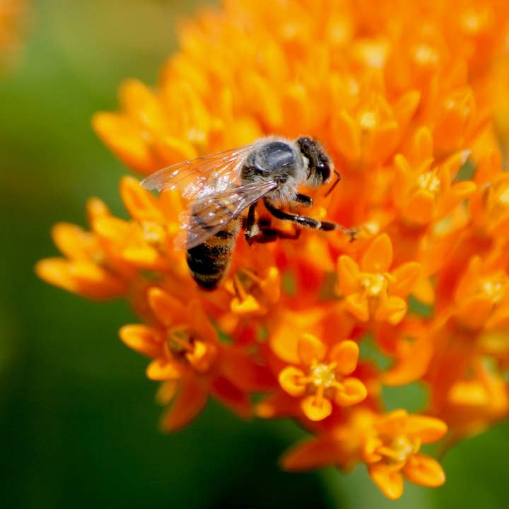 Sow True Seed - Wholesale Plant Seeds - Milkweed Seeds - Butterfly2