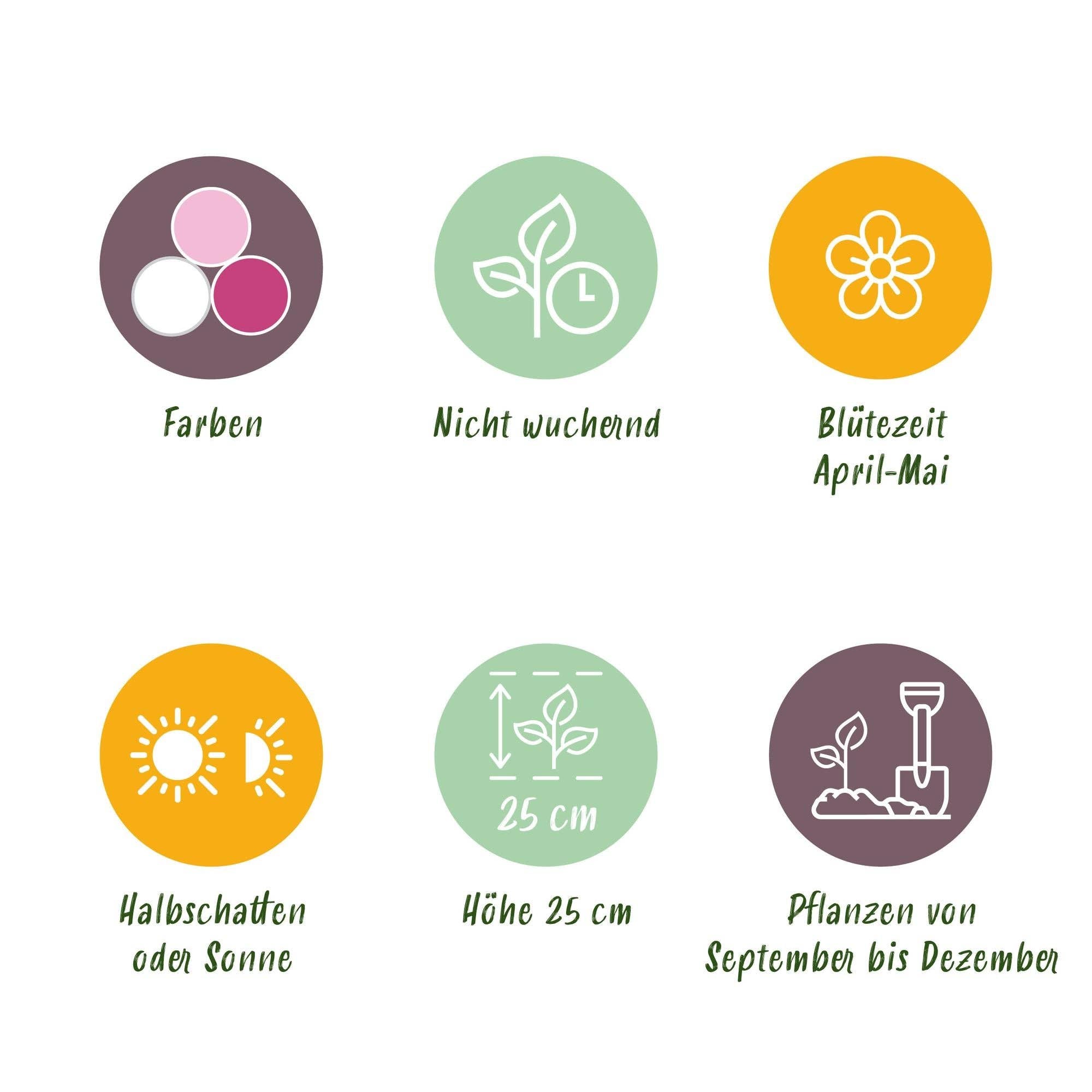 Oasis of Life – wholesale Live plant – Hyacinth Bulbs Pastel Mix – 10 Bulbs – Fragrant Hyacinths in Pastel Colors – For Beds, Balcony & Terrace4