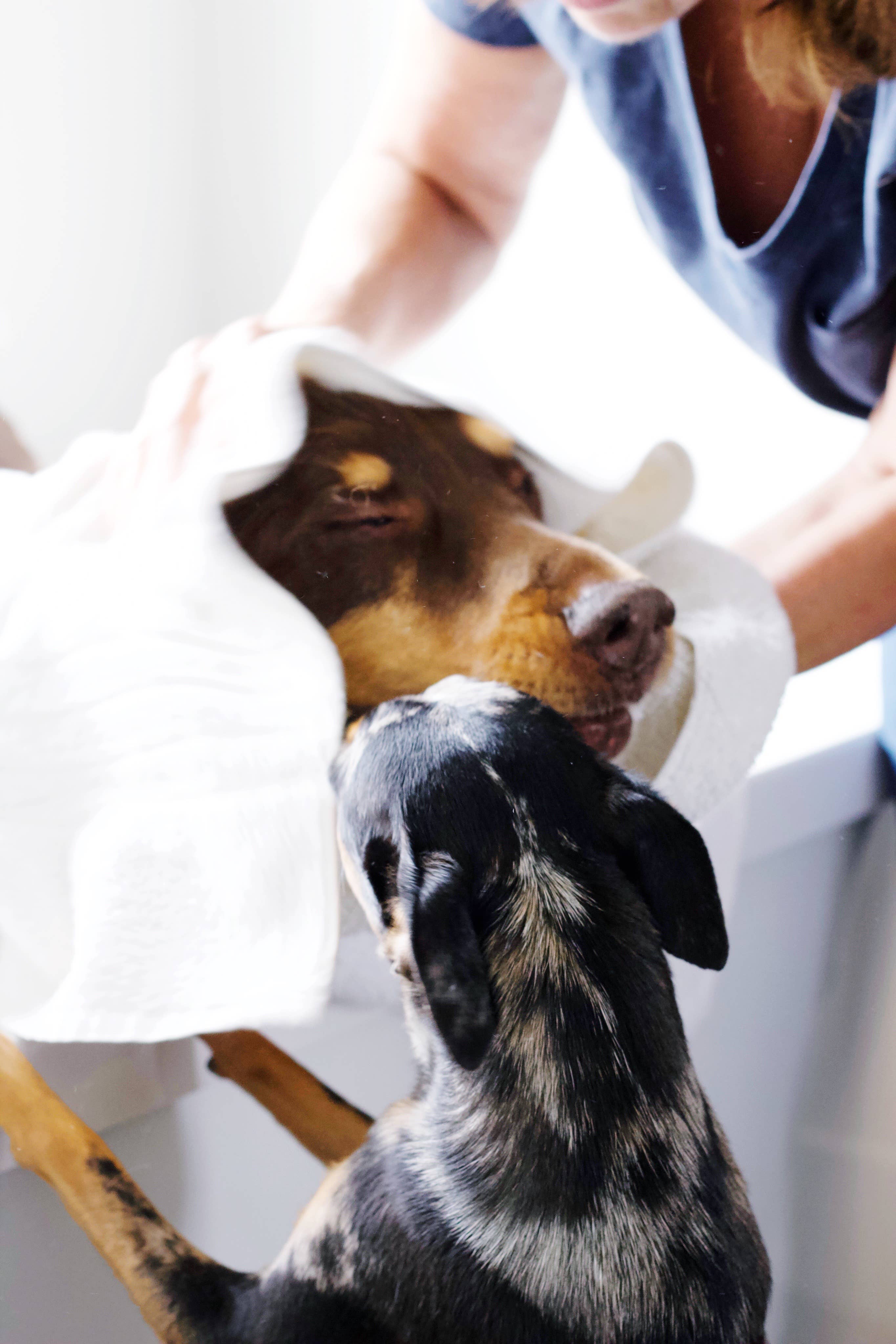 Pure + Good – Großhandel Haustierreinigung – Hund & Katze Every Ear Wash Gallone1