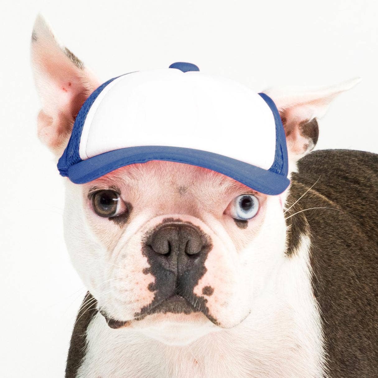 PupLid – wholesale Hatt - Hund – Blank Foam truckerkeps för hundar5