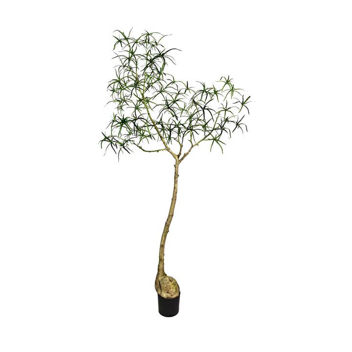 Árbol botella Queensland L - Verde - An 21 cm x Al 200 cm para venta al por mayor de Pottery Pots