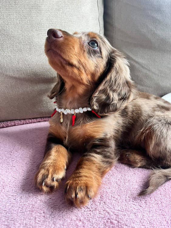 Aura - Wholesale Pet Collar - Cat/Dog - Picante pearl necklace for dogs and cats1