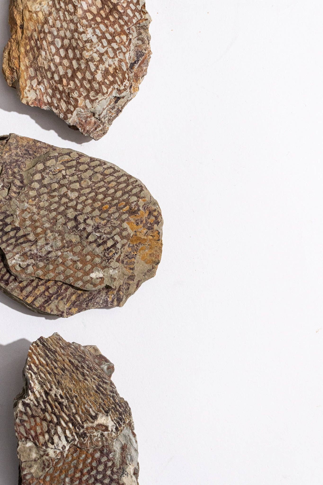 Stemcell Science Shop – wholesale Decorative tabletop object – Graptolite6