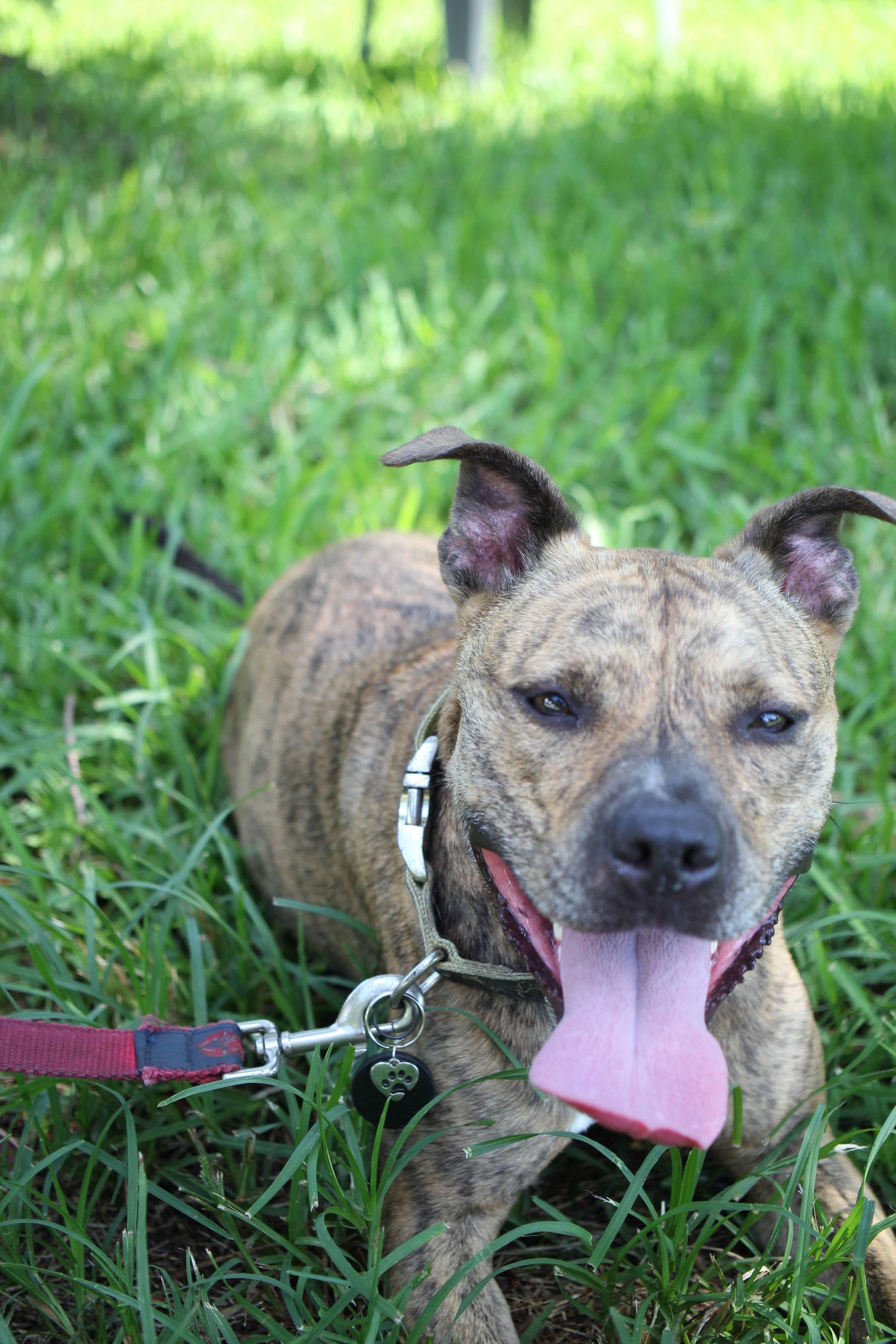 Karelia Creations – wholesale Halsbandsberlock - Katt och hund – Halsbandshänge i shungit för stora XL-hundar | EMF-skydd7