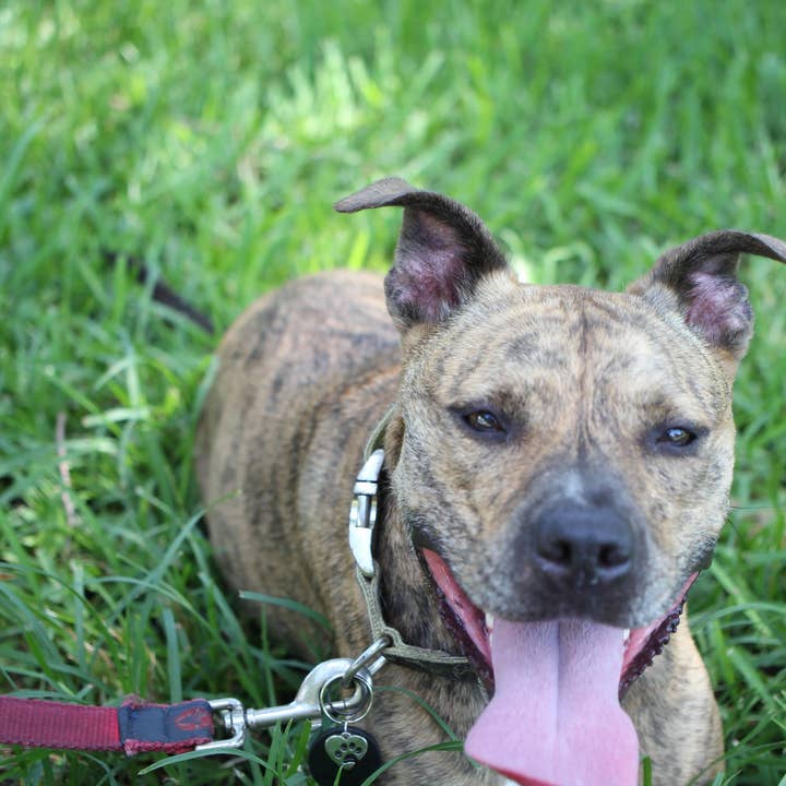 Karelia Creations – wholesale Halsbandsberlock - Katt och hund – Halsbandshänge i shungit för stora XL-hundar | EMF-skydd7