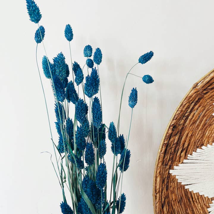 Uma Cantik - Wholesale Dried/Pressed Flowers - Phalaris Blue Dried Flowers