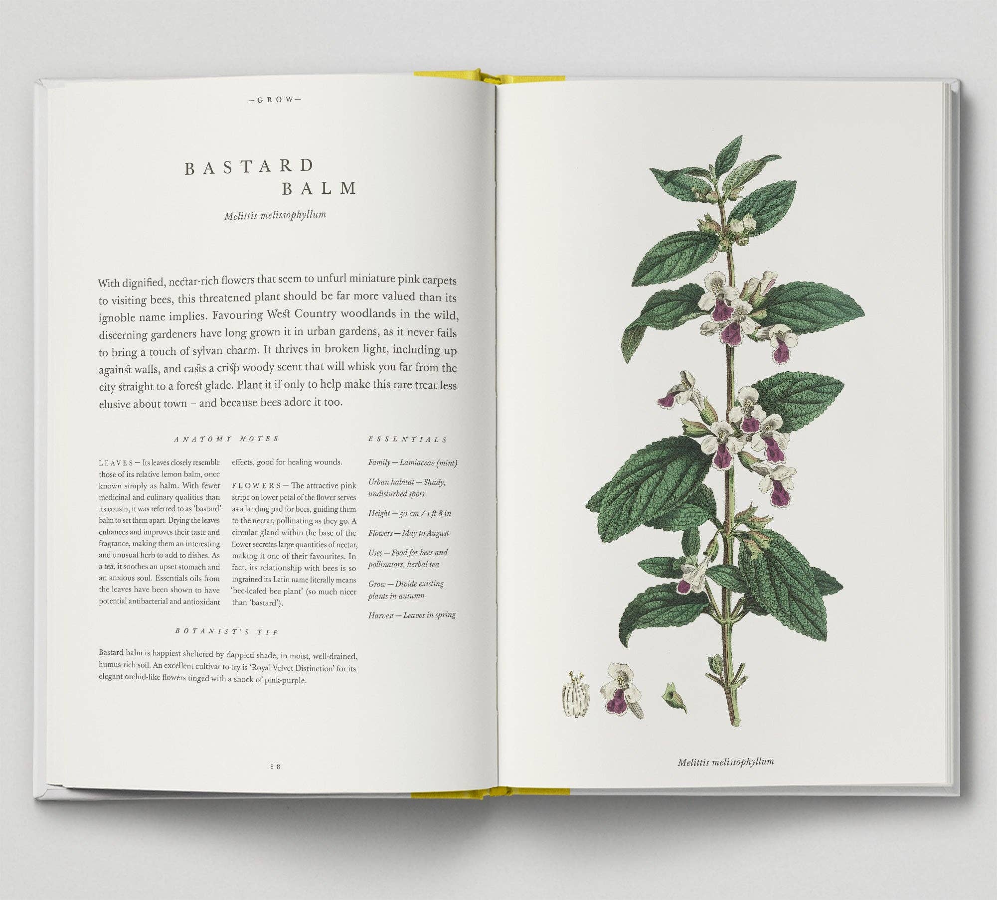 Hoxton Mini Press - Vente Livre sur la nature et les activités de plein air - The Botanical City4