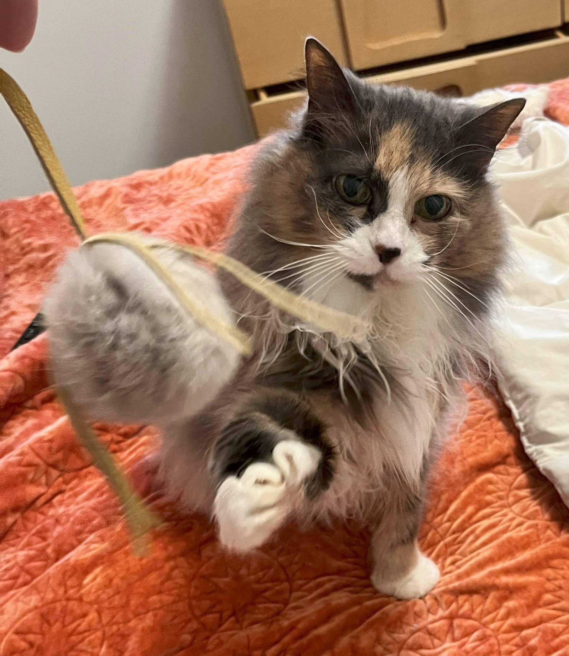 Whiskers 'n Paws Unique Pet Gifts, LLC - Wholesale Pet Toy - Cat - Fur-Fuffle Cat Toy (FF-086)4