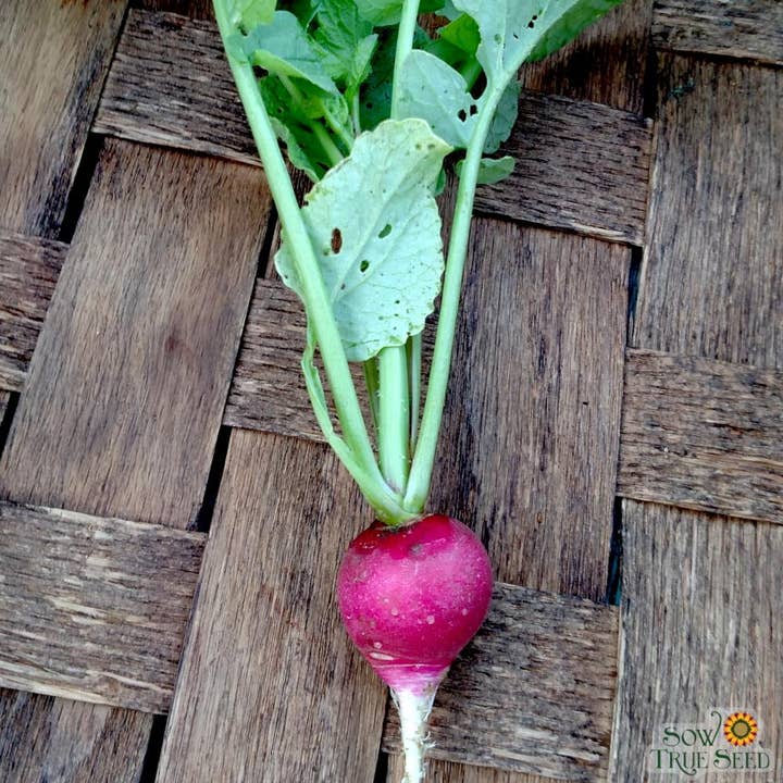 Sow True Seed - Wholesale Plant Seeds - Radish Seeds - Sparkler, ORGANIC