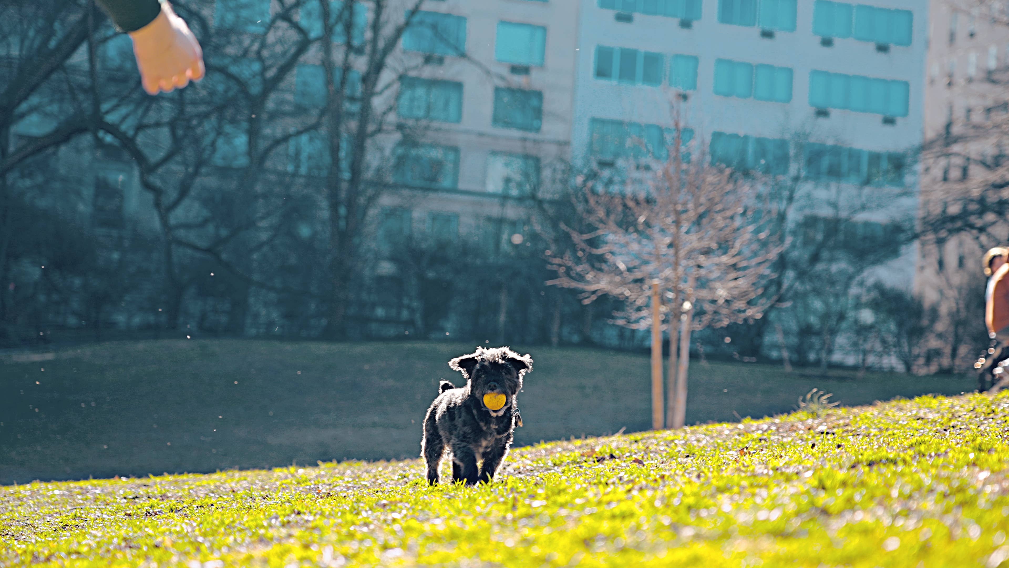 Tall Tails - Wholesale Pet Fetch Ball - Dog - Tall Tails GOAT Sport Balls, 2-Pack- Small5