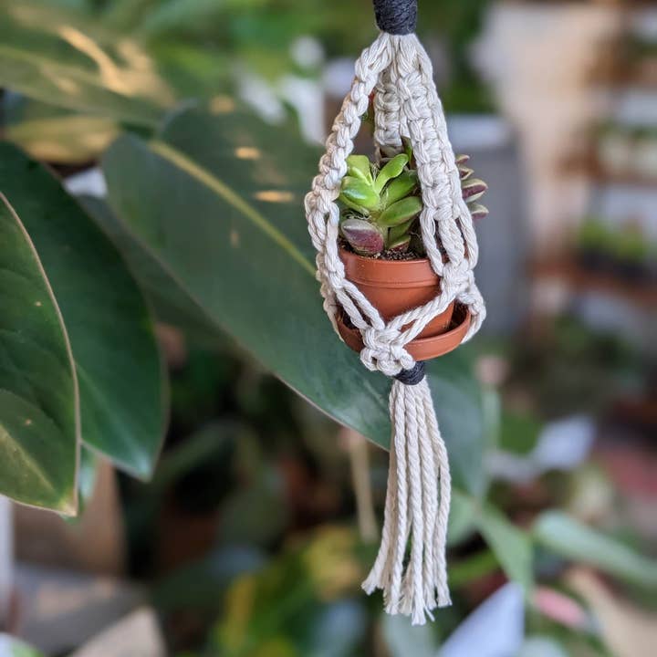 Leaf and Cord - Wholesale Hanging Planter - Mini Macrame Plant Hanger4