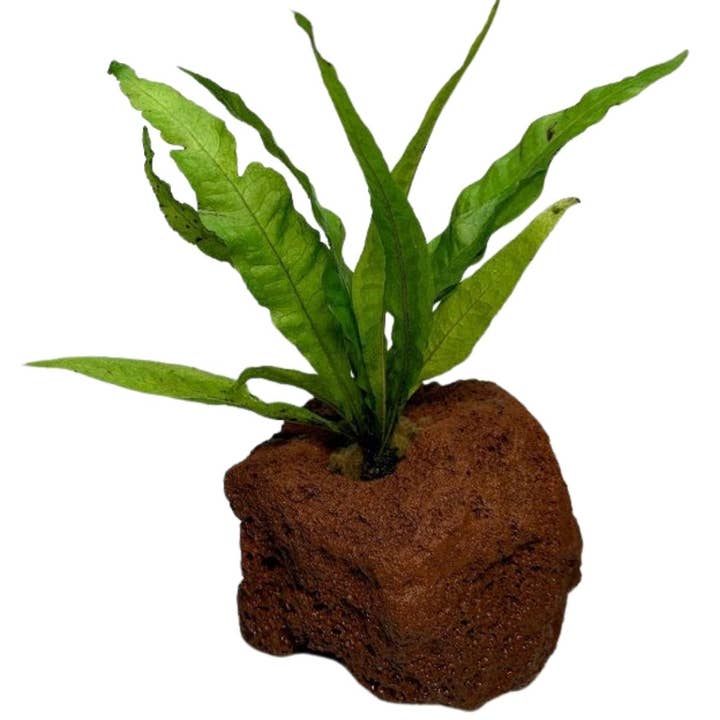 Wetplants - Wholesale Live Plant - Java Fern Attached to Lava Rock