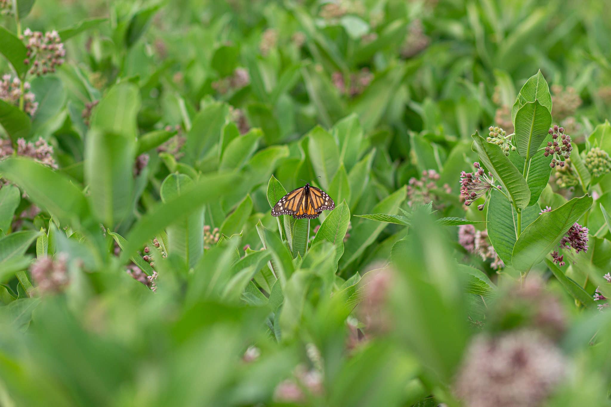 Lasclay – Engroshandel Plantefrø – Økologiske almindelige mælkefrø | Flerårig blomst7