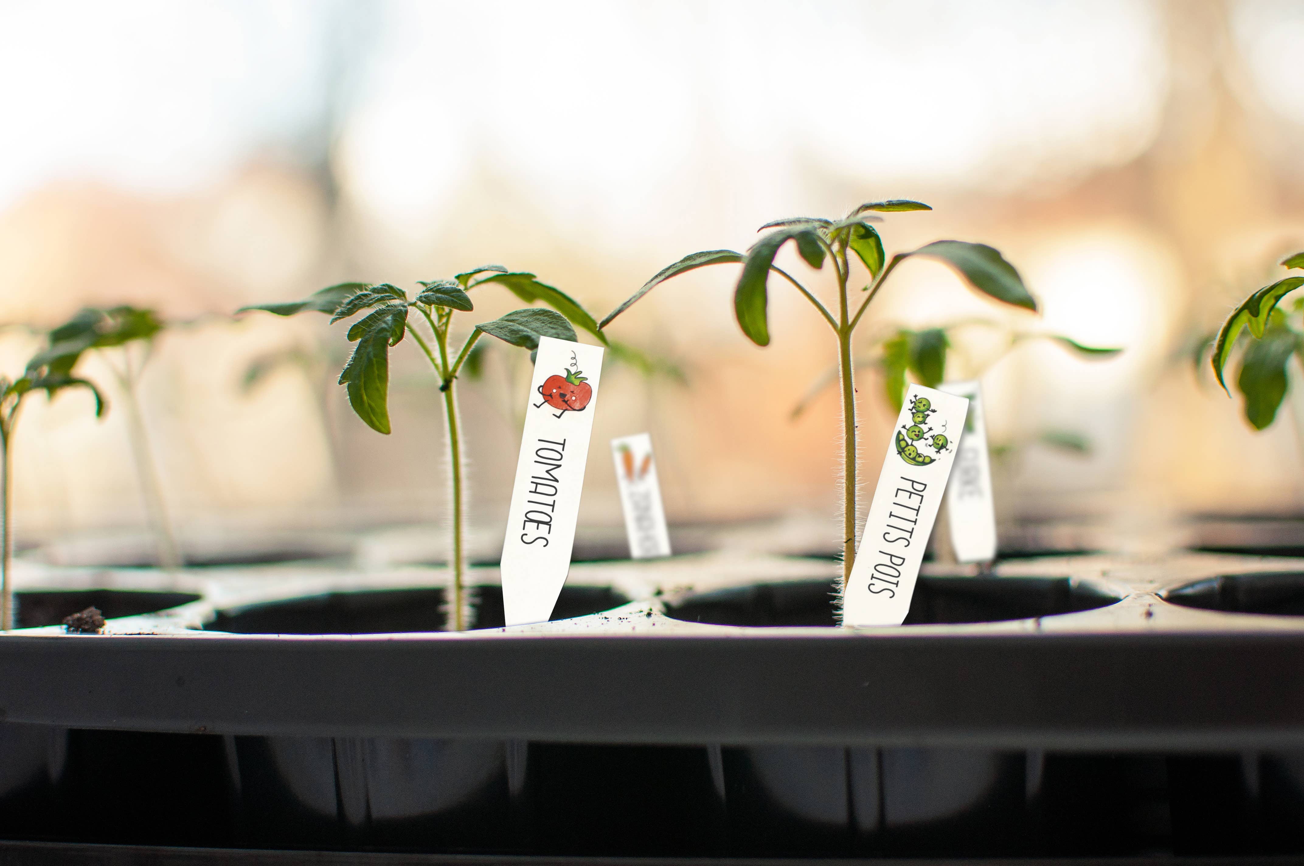 Graine Créative - Wholesale DIY Craft Kit - Kids - CRAZY PLASTIC KIT VEGETABLE GARDEN LABEL