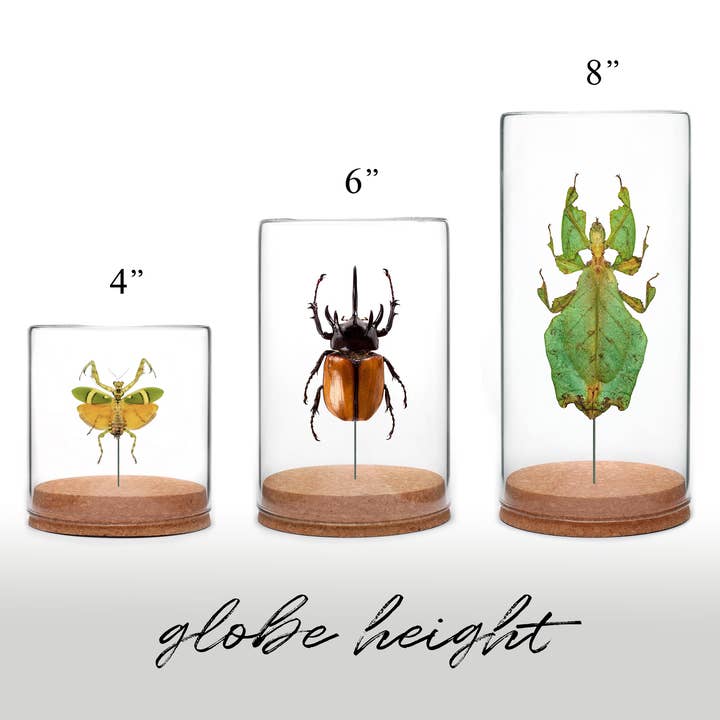 Green Beetle Shop - Wholesale Decorative Tabletop Object - 5-Horn Rhino Beetle Globe