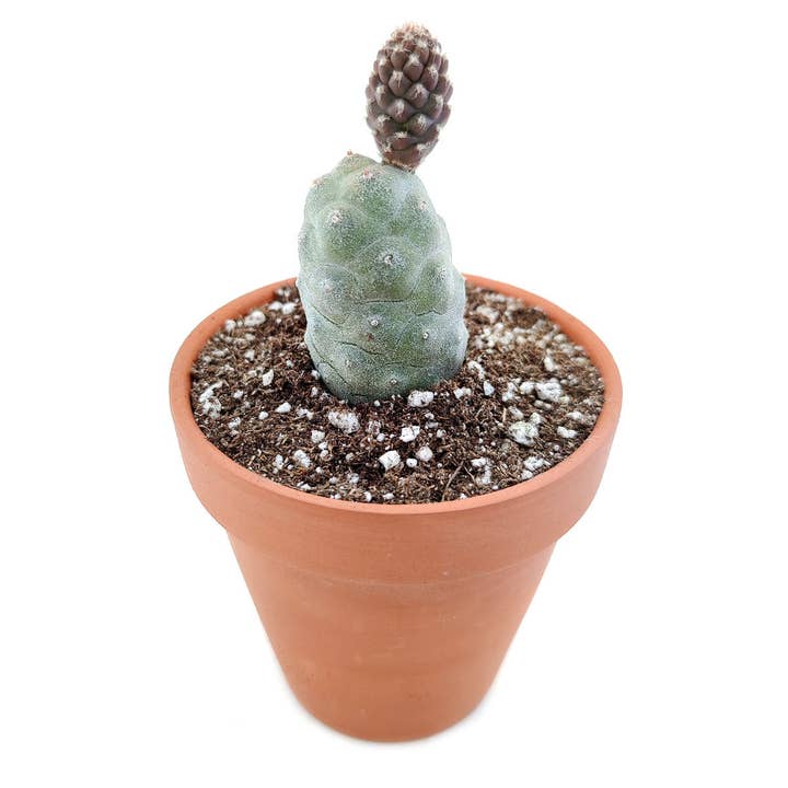 Best Plant Friend - Wholesale Succulent - Pine Cone Cactus Tephrocactus Live Succulent, 2/4 inch3