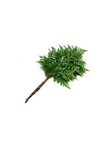Wholesale Leather Leaf Fern | Premium Florida Greenery for wholesale by Florasource