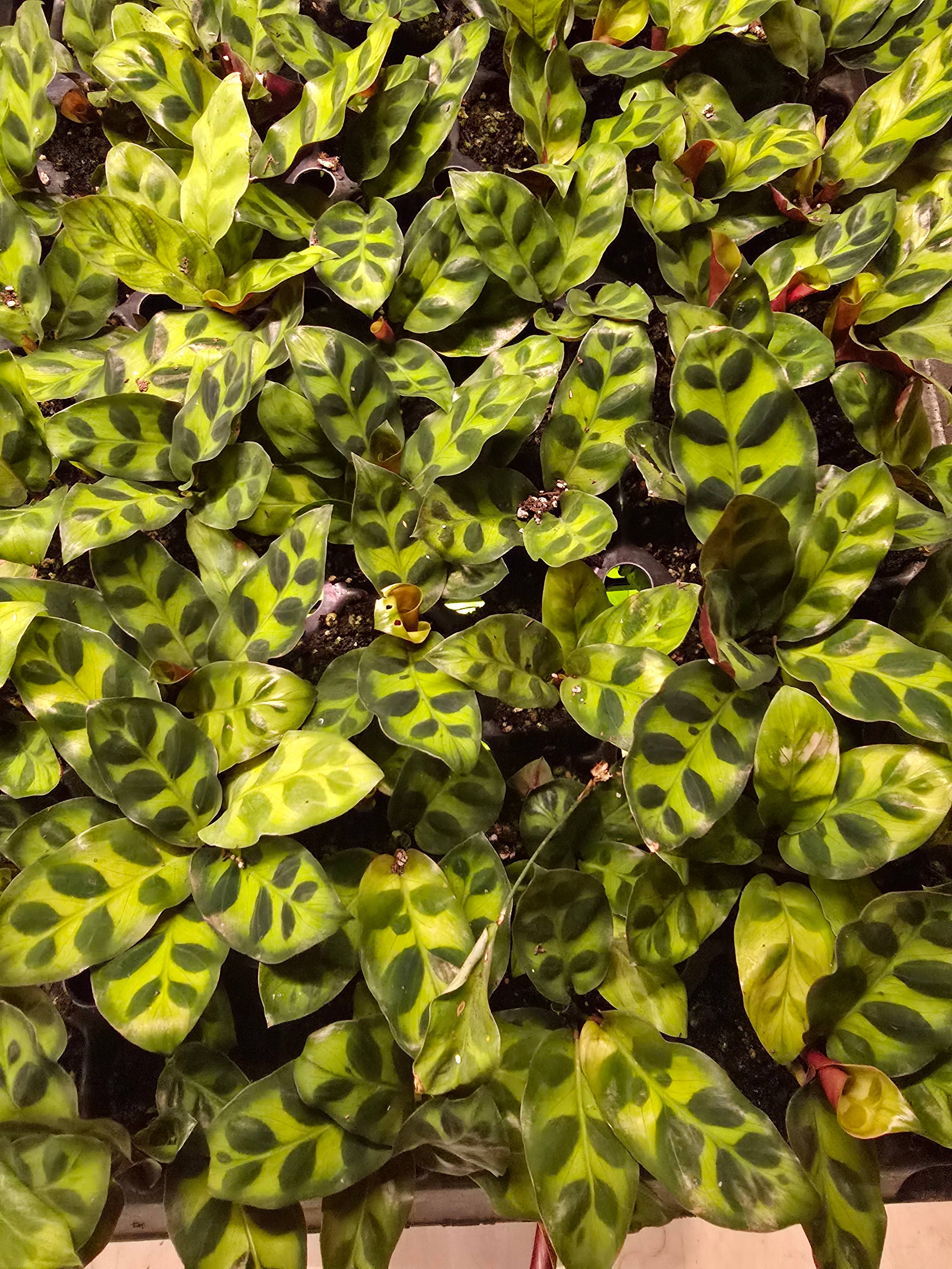 Dick's Sticks and Exotics - Wholesale Live Plant - Growers Choice Mega Mix. Unpotted. 9