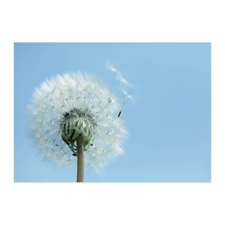 Carte postale "Petits aviateurs" pour la vente par paruspaper. nutzfeine papeterie