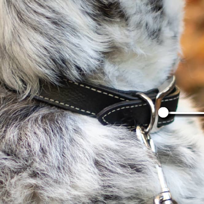 Shedrow K9 Richmond II Top Stitch Leather Collar - Black for wholesale by Shedrow K9