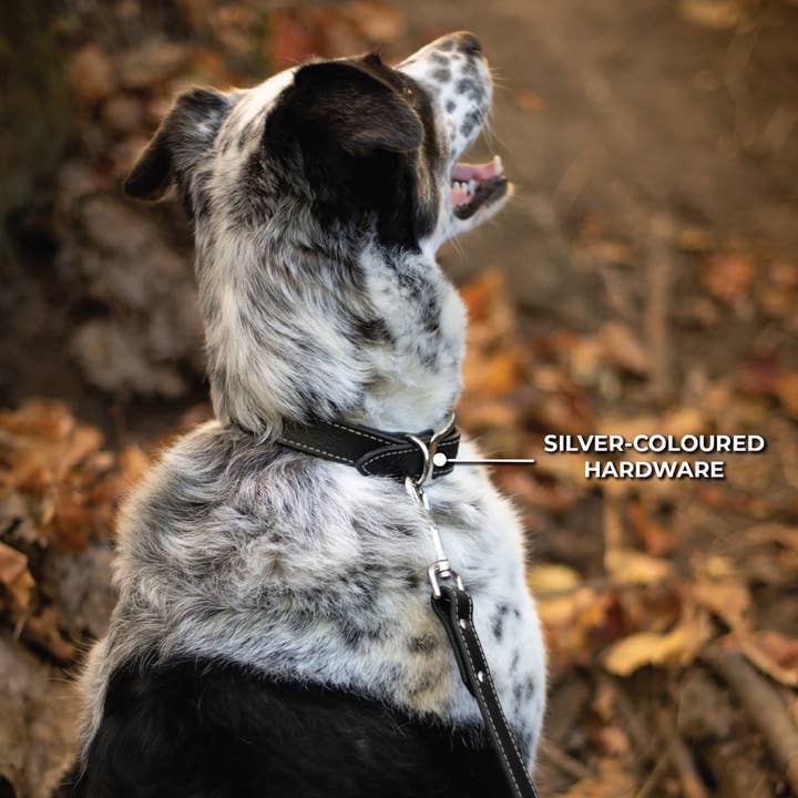 Shedrow K9 Richmond II Top Stitch Leather Collar - Brown for wholesale by Shedrow K9