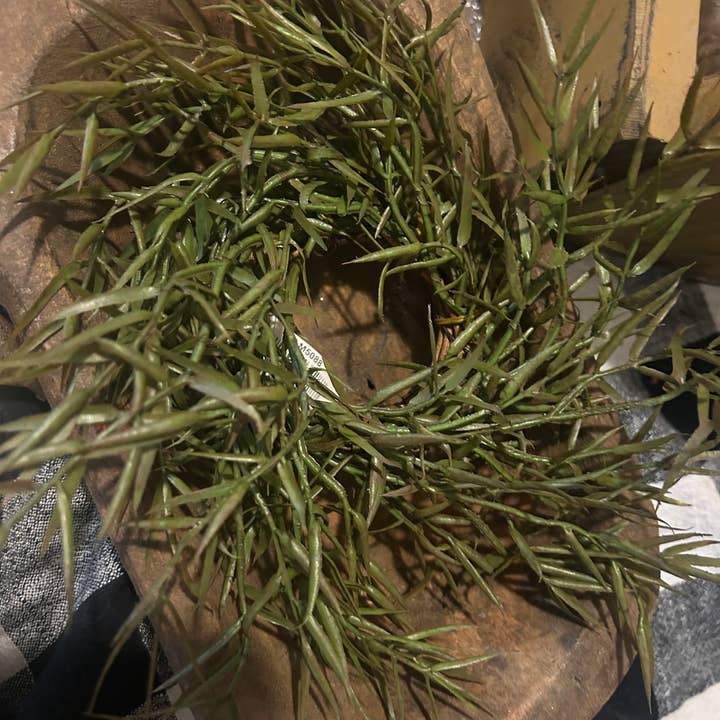 Bague Carolina Dill, 2 pouces pour la vente par Colonial House Primitives