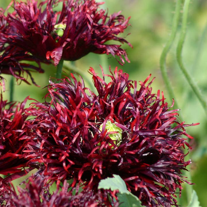 Plantgem - Wholesale Plant Seeds - Black Swan Breadseed Poppy - 100 Seeds2