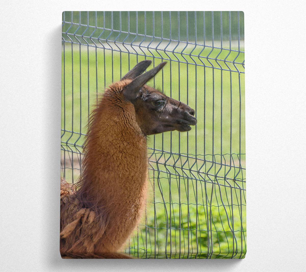 Simply Canvas Art – wholesale Art print – The Brown Fence Gaze0