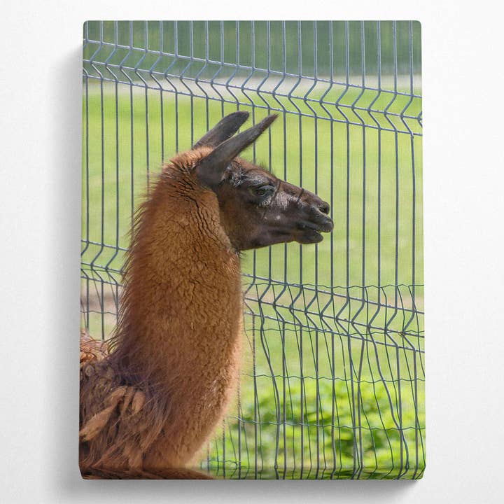 Simply Canvas Art – wholesale Art print – The Brown Fence Gaze