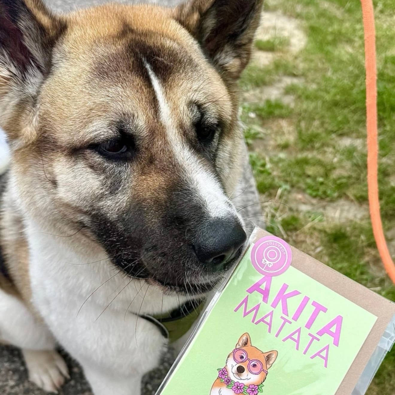 LOLLYPOPARTSTUDIO – Cartão de saudação diária por atacado – Carte Akita « Akita Matata »4