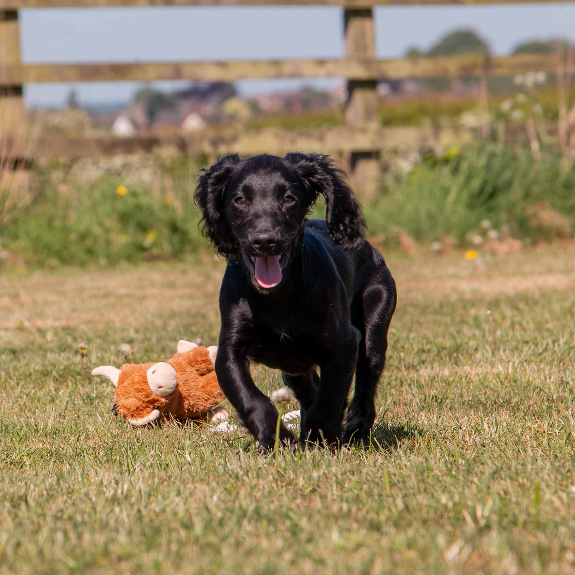 Ancol Pet Products Ltd - Wholesale Pet plush toy – Dog - Small Bite Highland Cow For Puppies & Smaller Dogs 4