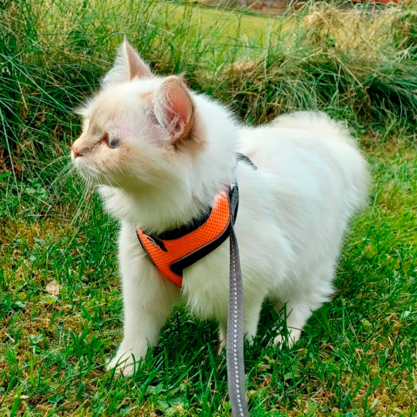 FINNERO - Wholesale Pet Harness - Dog - FINNERO LIGHT Reflective Harness For Pets, 4 Colors12