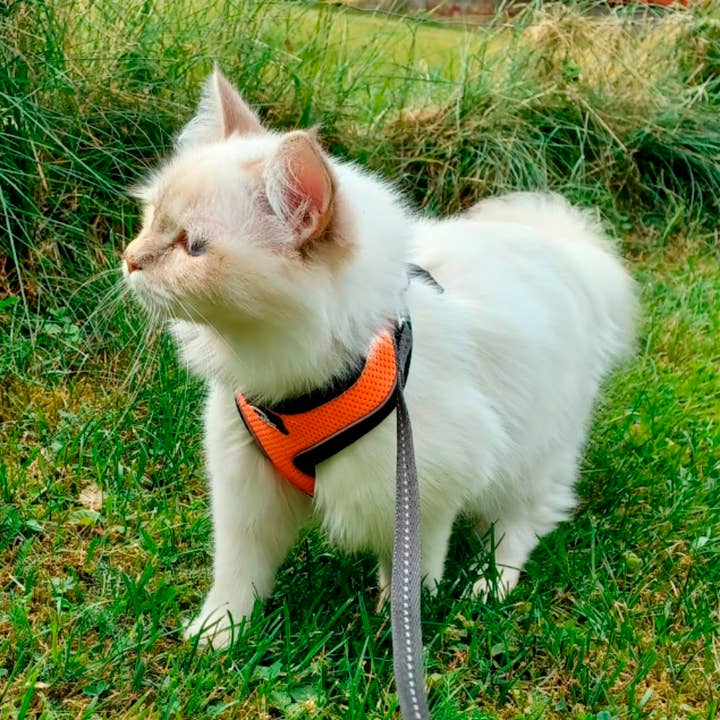 FINNERO - Wholesale Pet Harness - Dog - FINNERO LIGHT Reflective Harness For Pets, 4 Colors12