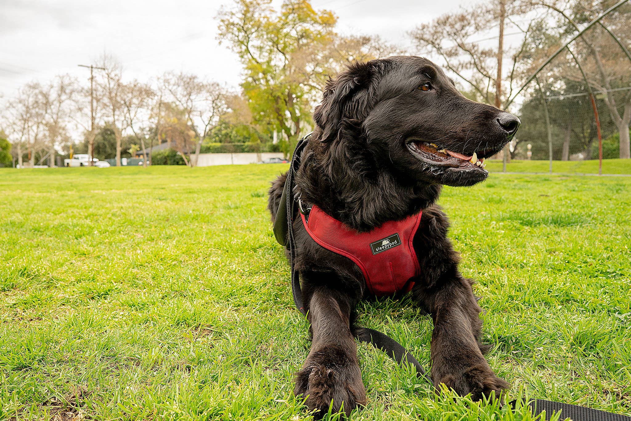 Sleepypod - Vente Harnais – chien - Harnais de voiture Clickit Terrain Plus13