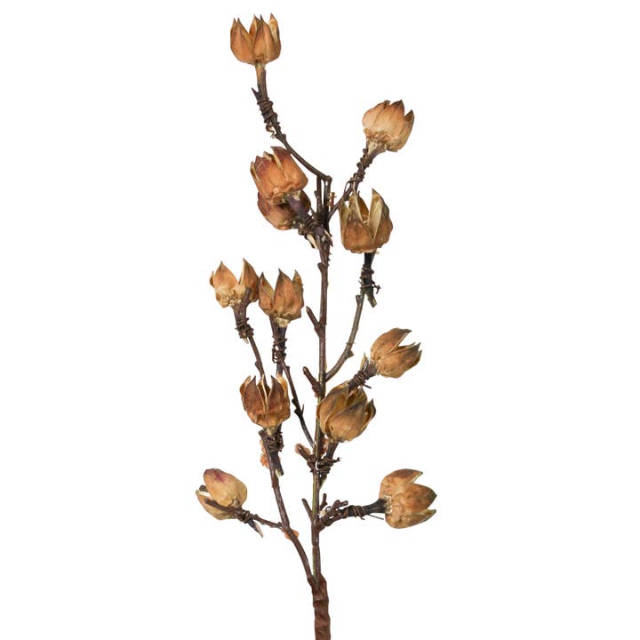 Natural Brown Botanical Stem - Cotton Pod for wholesale on Faire