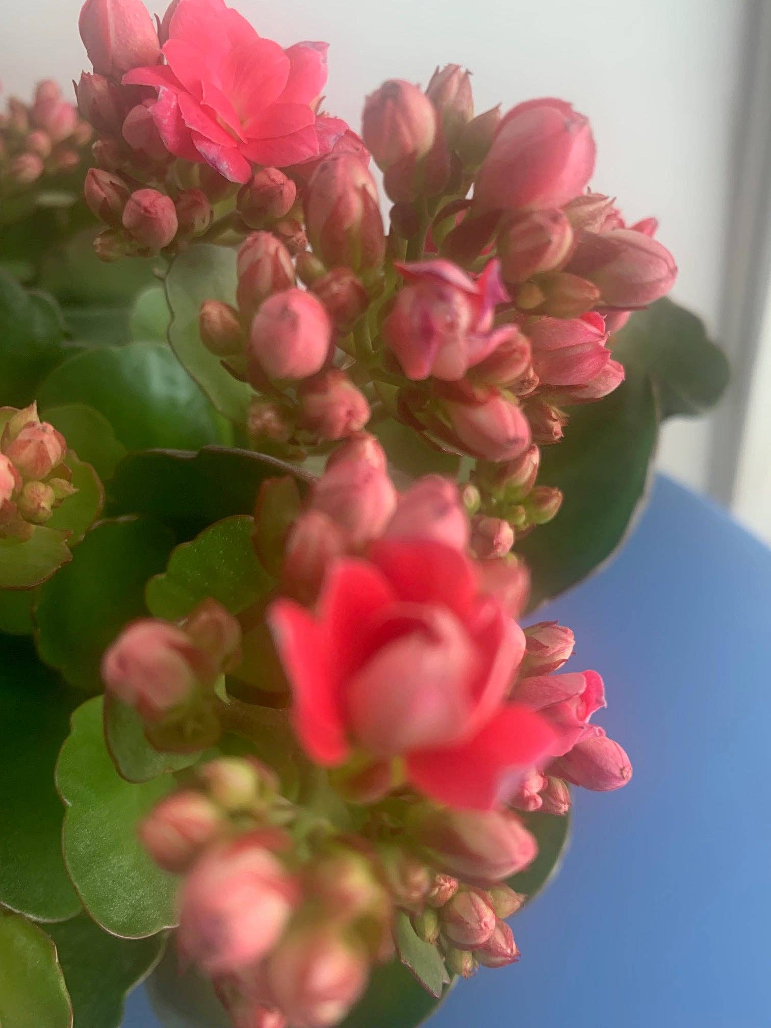 Rooted Hot Pink Double Petal Kalanchoe Plants in pot balcony yard or outdoor for wholesale on Faire0