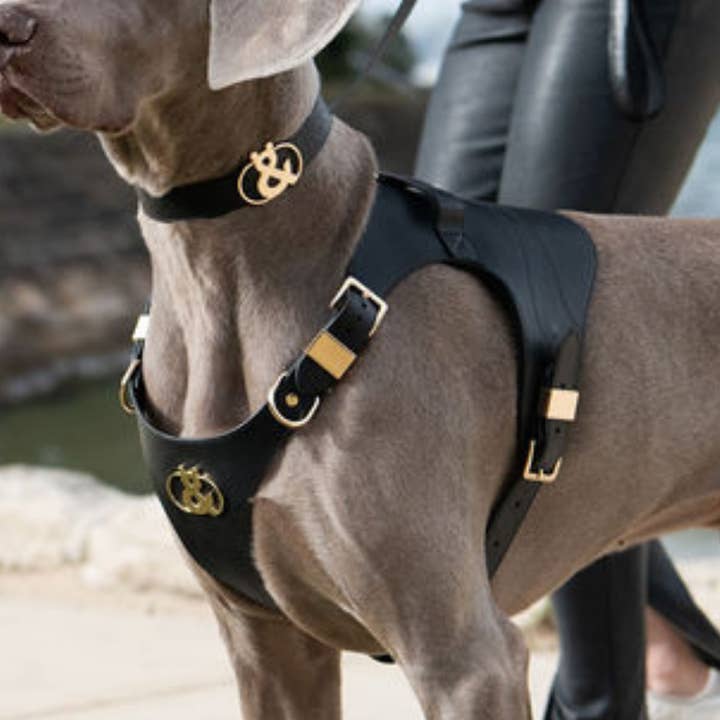 Coogee Leather Pet Harness for wholesale by Rufus & Coco