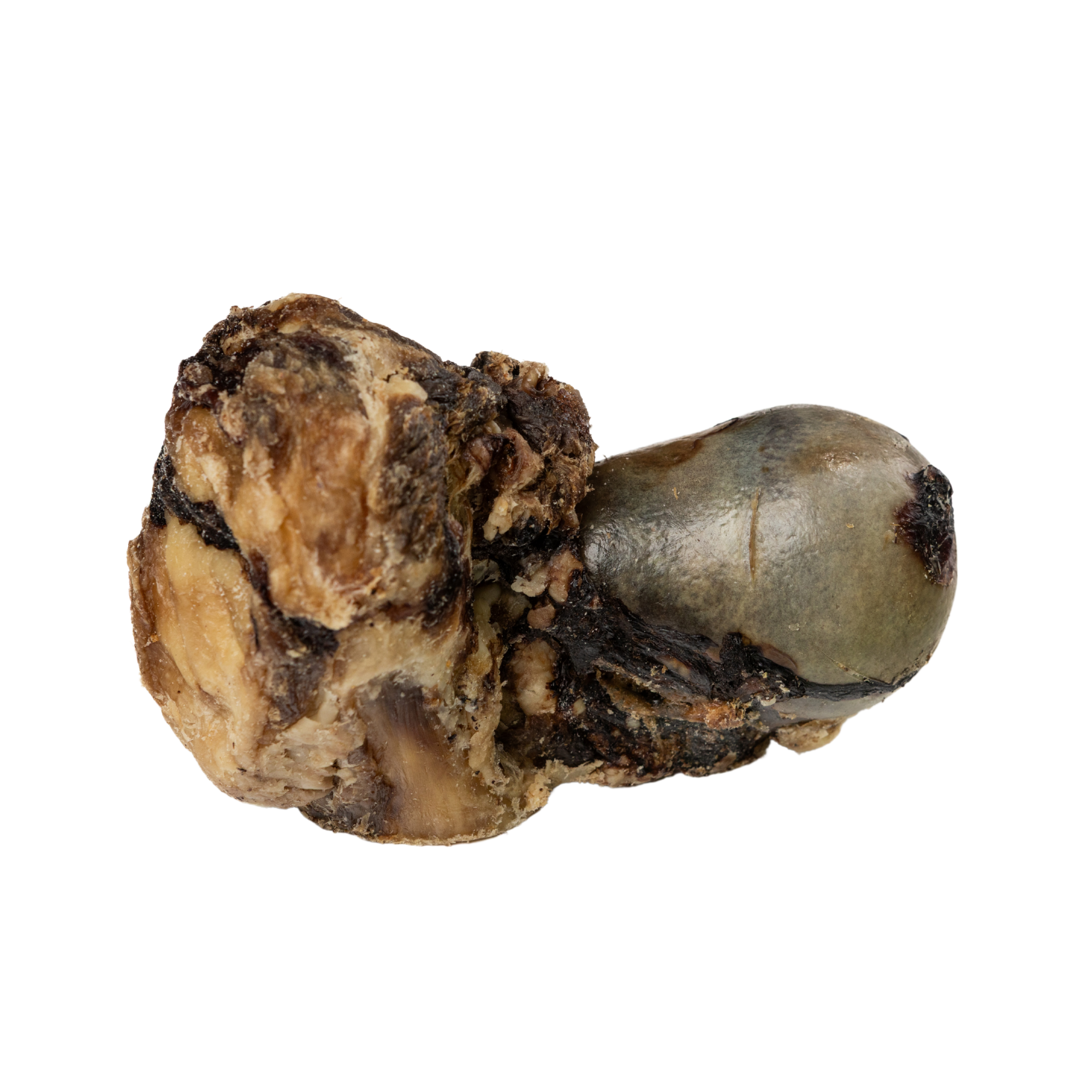 Jojo Modern Pets - Wholesale Pet Treats - Dog - Beef Saddle Knuckle | All-Natural Dog Chew Treat1