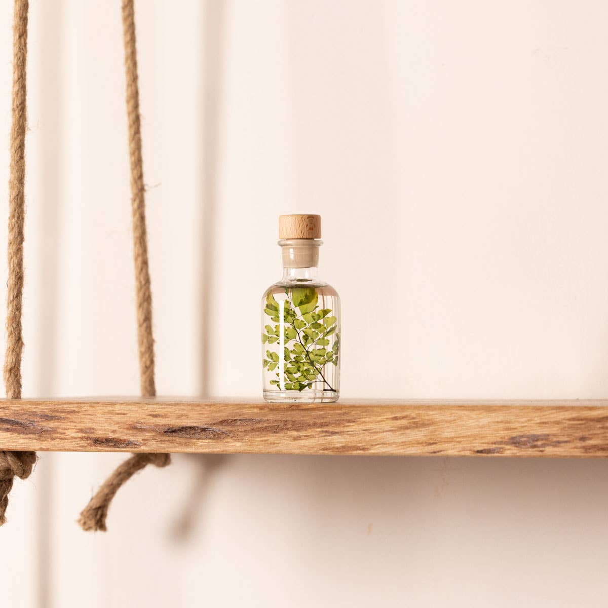 Theophile Berthon - Wholesale Live Plant - Herbarium Fern Luthi submerged plant12