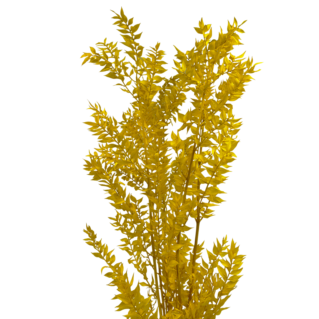 2626 Designs - Vendita all'ingrosso Piante artificiali - Ruscus conservato lungo 56-61 cm8