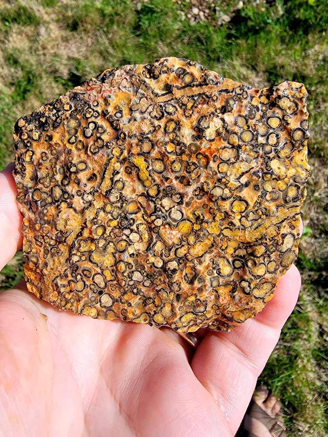 Lapidary Central – Pedra/cristal espiritual por atacado – Amostra Aleatória de Riólito Pele de Leopardo Mexicano em Bruto!2