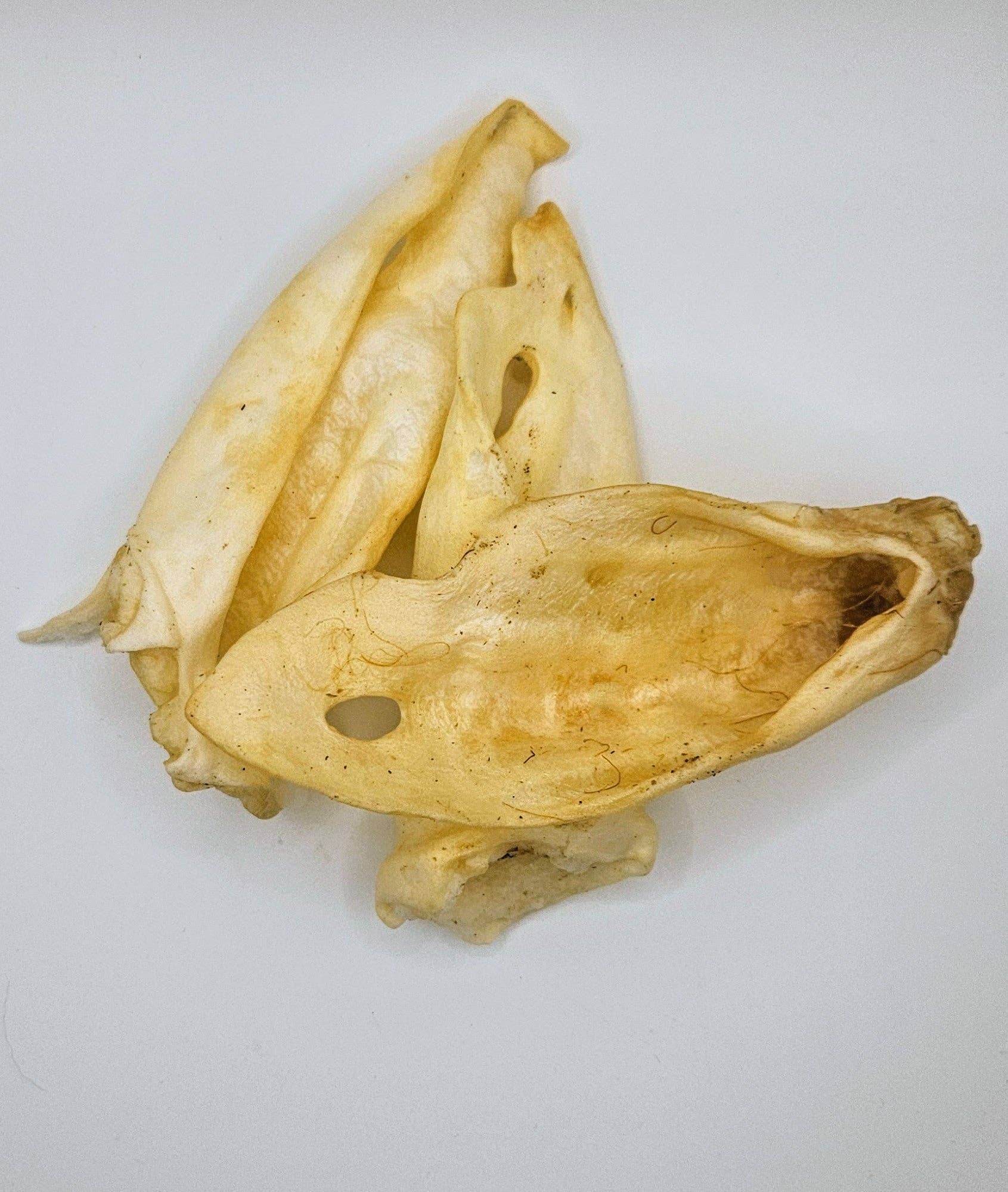 Blue's Colorado - Wholesale Pet Treats - Dog - Pet Provisions Lamb Ears0