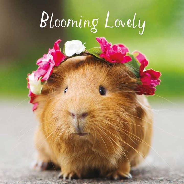 Open Card - Blooming Lovely for wholesale by Hammond Gower Publications Ltd