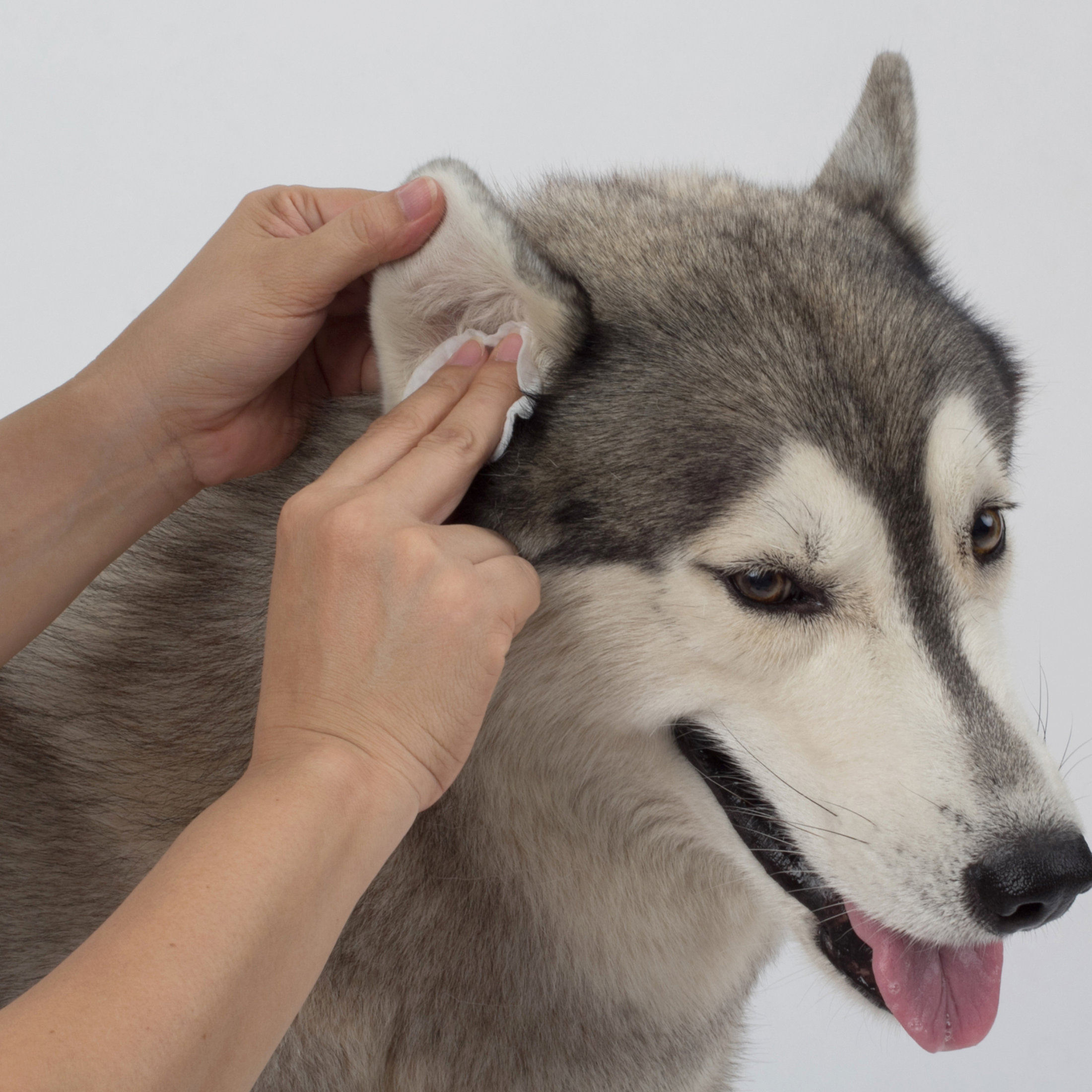 Mettalusso Inc - Wholesale Pet Cleaning Supplies - Mettalusso More Vegan Pet Cleansing Wipes4