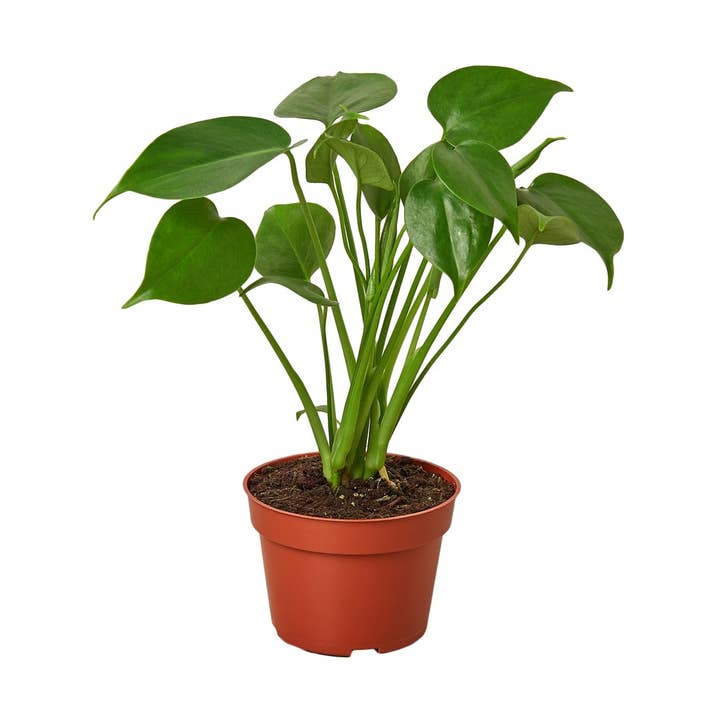 House Plant Wholesale - Wholesale Live Plant - MONSTERA DELICIOSA 4-inch0
