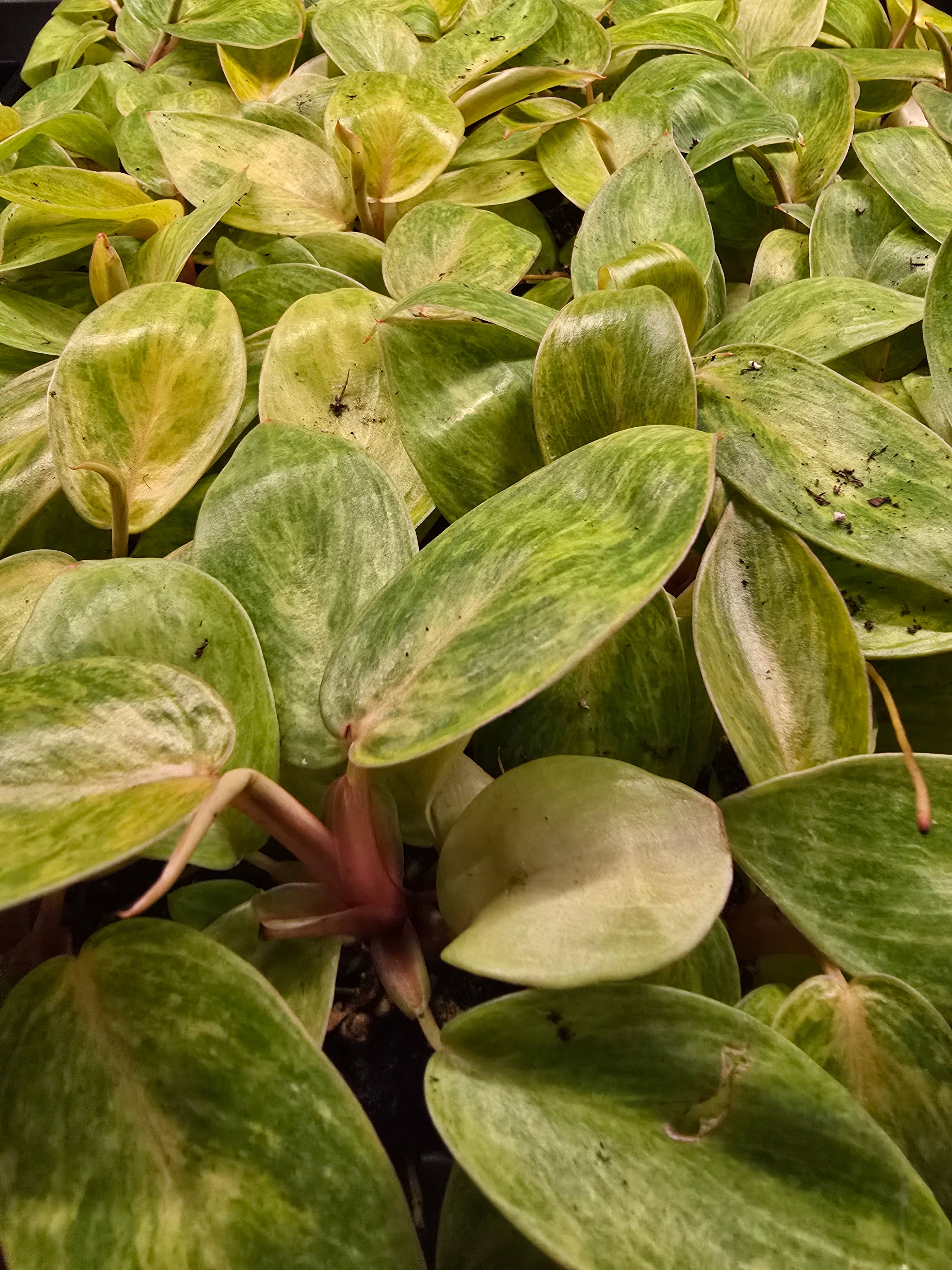 Dick's Sticks and Exotics - Wholesale Live Plant - Philodendron Only Growers Choice Bundle. 2-3 inch starters4