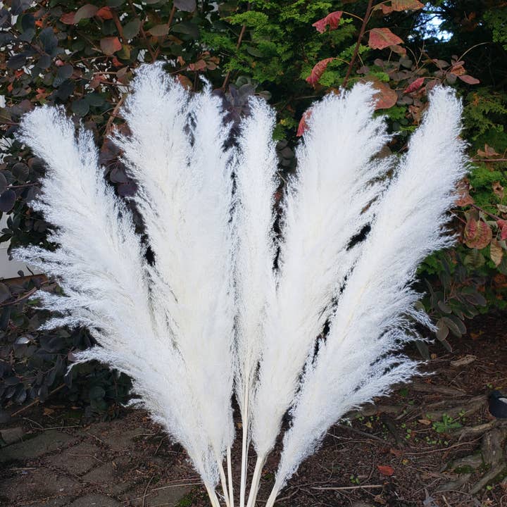BLOOMINGFUL.COM - Wholesale Dried/Pressed Flowers - X-Large Pampas Grass, Dried with Fluffy Plumes - White