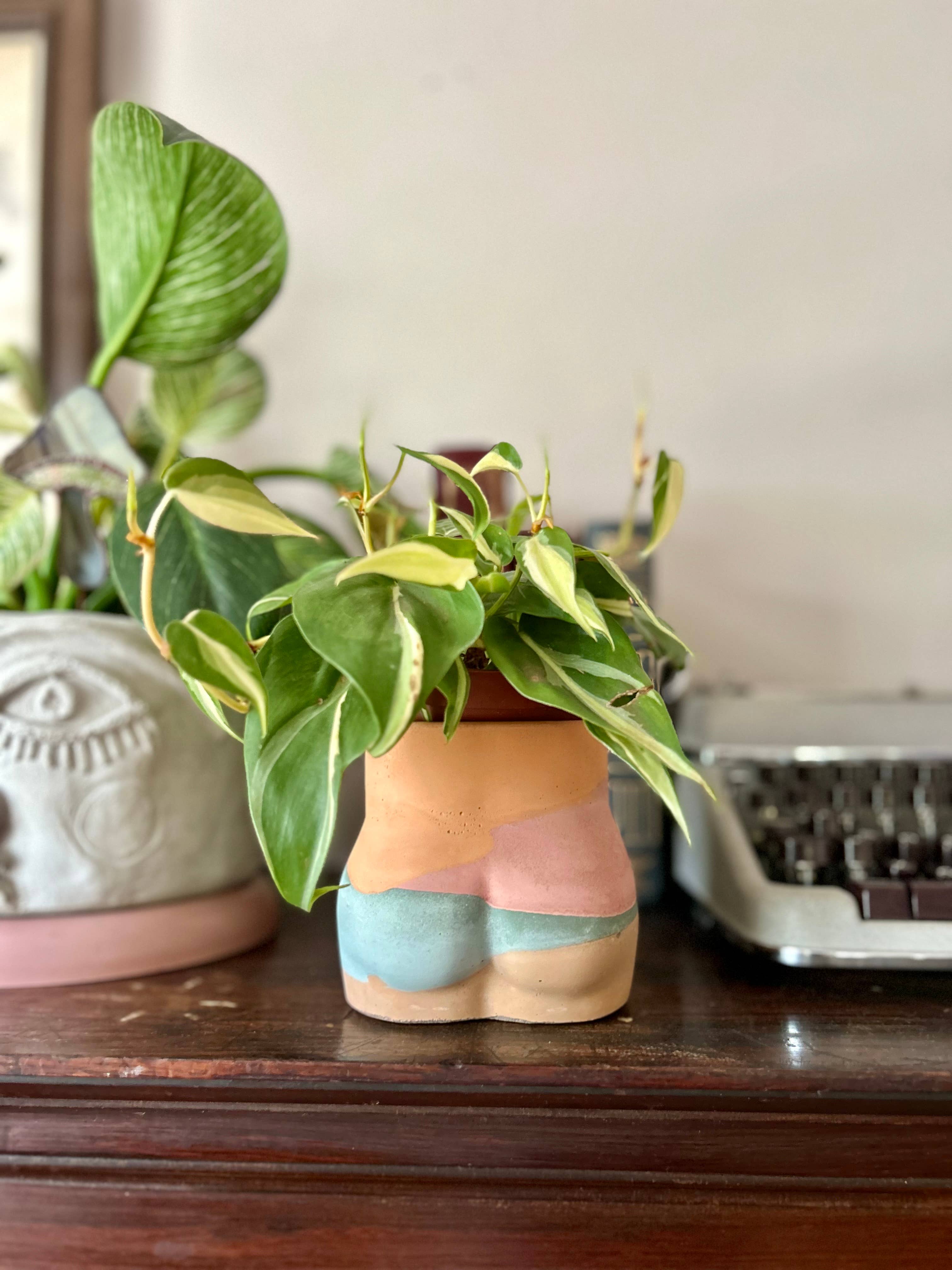 Queen City Crete – Engroshandel Plantekrukke – Booty Planter