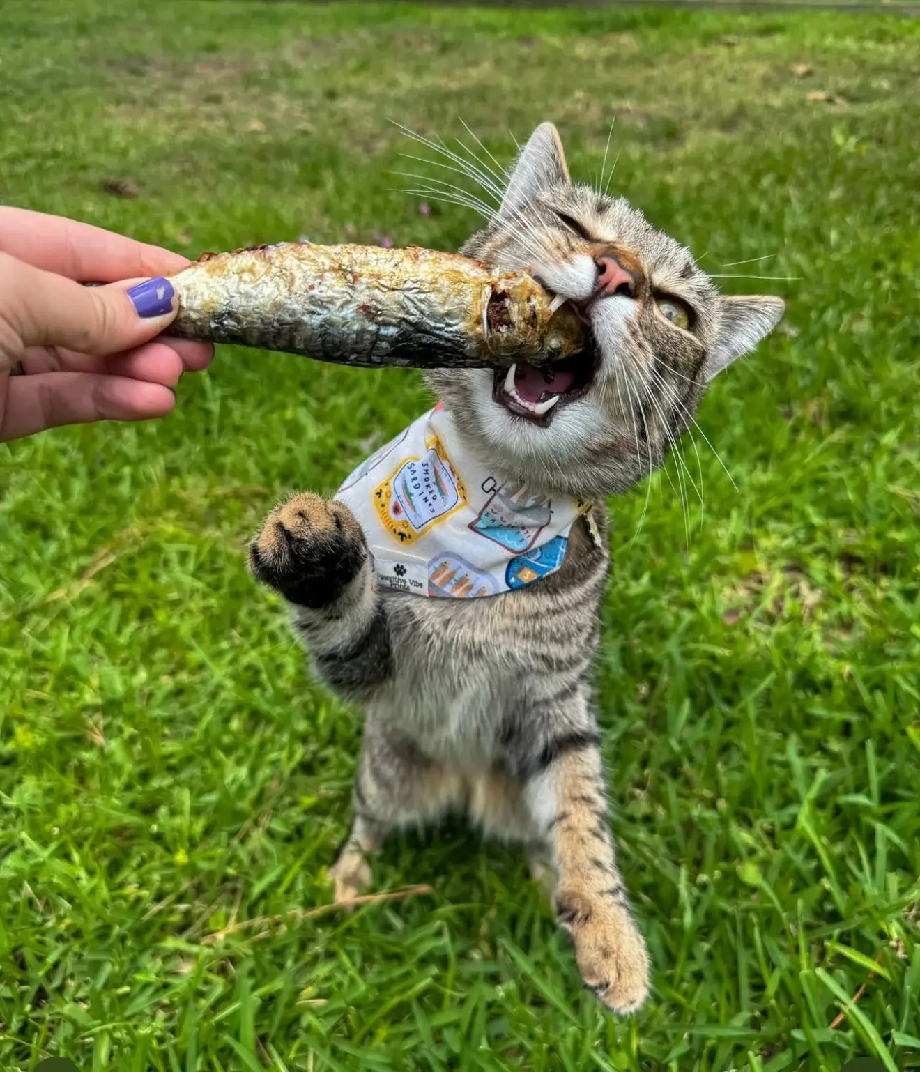 Golden Nibbles - Wholesale Pet Treats - Dog - Sardines - 5" to 7" in & Freeze-Dried Treat for Dogs & Cats4