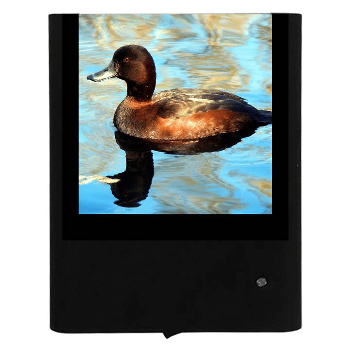 Kleine Krabbelente für den Großhandel von Nightlight Studio